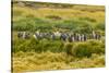 Chile, Patagonia, Tierra del Fuego. King Penguin Colony-Cathy & Gordon Illg-Stretched Canvas