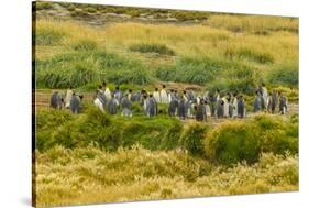 Chile, Patagonia, Tierra del Fuego. King Penguin Colony-Cathy & Gordon Illg-Stretched Canvas