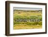 Chile, Patagonia, Tierra del Fuego. King Penguin Colony-Cathy & Gordon Illg-Framed Photographic Print