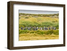 Chile, Patagonia, Tierra del Fuego. King Penguin Colony-Cathy & Gordon Illg-Framed Photographic Print