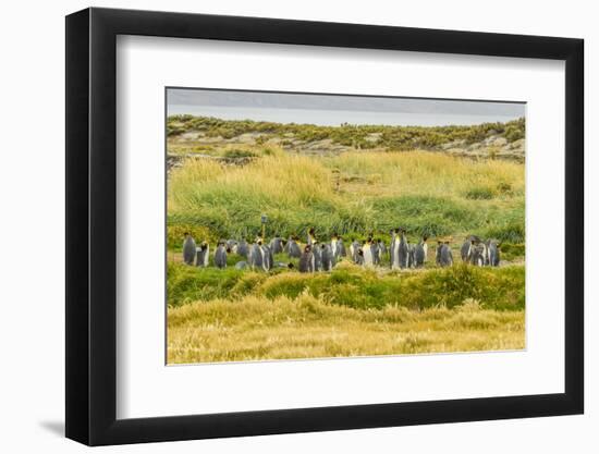 Chile, Patagonia, Tierra del Fuego. King Penguin Colony-Cathy & Gordon Illg-Framed Photographic Print