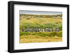 Chile, Patagonia, Tierra del Fuego. King Penguin Colony-Cathy & Gordon Illg-Framed Photographic Print