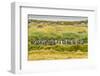 Chile, Patagonia, Tierra del Fuego. King Penguin Colony-Cathy & Gordon Illg-Framed Photographic Print