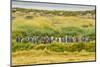 Chile, Patagonia, Tierra del Fuego. King Penguin Colony-Cathy & Gordon Illg-Mounted Photographic Print