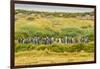 Chile, Patagonia, Tierra del Fuego. King Penguin Colony-Cathy & Gordon Illg-Framed Photographic Print