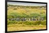 Chile, Patagonia, Tierra del Fuego. King Penguin Colony-Cathy & Gordon Illg-Framed Photographic Print