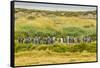 Chile, Patagonia, Tierra del Fuego. King Penguin Colony-Cathy & Gordon Illg-Framed Stretched Canvas