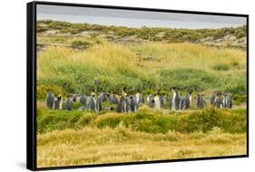 Chile, Patagonia, Tierra del Fuego. King Penguin Colony-Cathy & Gordon Illg-Framed Stretched Canvas