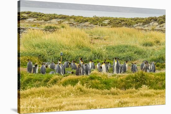 Chile, Patagonia, Tierra del Fuego. King Penguin Colony-Cathy & Gordon Illg-Stretched Canvas