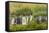 Chile, Patagonia, Tierra del Fuego. King Penguin Colony-Cathy & Gordon Illg-Framed Stretched Canvas