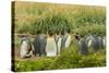 Chile, Patagonia, Tierra del Fuego. King Penguin Colony-Cathy & Gordon Illg-Stretched Canvas