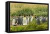Chile, Patagonia, Tierra del Fuego. King Penguin Colony-Cathy & Gordon Illg-Framed Stretched Canvas