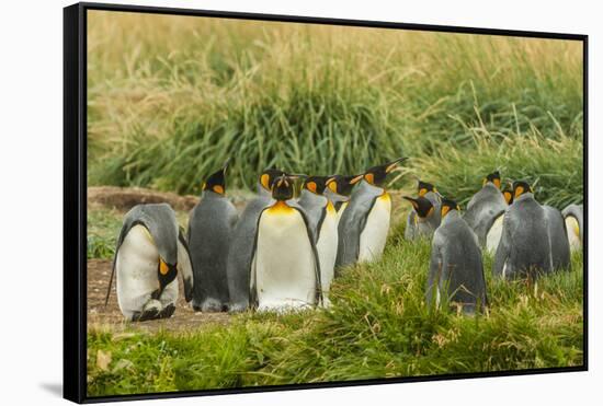 Chile, Patagonia, Tierra del Fuego. King Penguin Colony-Cathy & Gordon Illg-Framed Stretched Canvas