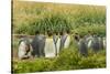 Chile, Patagonia, Tierra del Fuego. King Penguin Colony-Cathy & Gordon Illg-Stretched Canvas