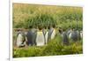 Chile, Patagonia, Tierra del Fuego. King Penguin Colony-Cathy & Gordon Illg-Framed Photographic Print