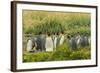 Chile, Patagonia, Tierra del Fuego. King Penguin Colony-Cathy & Gordon Illg-Framed Photographic Print