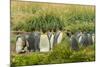 Chile, Patagonia, Tierra del Fuego. King Penguin Colony-Cathy & Gordon Illg-Mounted Photographic Print