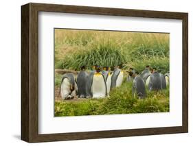 Chile, Patagonia, Tierra del Fuego. King Penguin Colony-Cathy & Gordon Illg-Framed Photographic Print