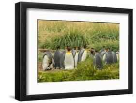 Chile, Patagonia, Tierra del Fuego. King Penguin Colony-Cathy & Gordon Illg-Framed Photographic Print