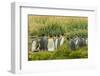 Chile, Patagonia, Tierra del Fuego. King Penguin Colony-Cathy & Gordon Illg-Framed Photographic Print