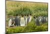 Chile, Patagonia, Tierra del Fuego. King Penguin Colony-Cathy & Gordon Illg-Mounted Photographic Print