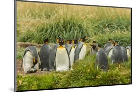 Chile, Patagonia, Tierra del Fuego. King Penguin Colony-Cathy & Gordon Illg-Mounted Photographic Print