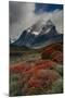Chile, Patagonia, Torres Del Paine, firebush and mountain-Howie Garber-Mounted Photographic Print