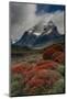 Chile, Patagonia, Torres Del Paine, firebush and mountain-Howie Garber-Mounted Photographic Print