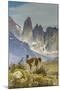 Chile, Patagonia, Torres del Paine. Guanaco in Field-Cathy & Gordon Illg-Mounted Photographic Print