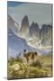 Chile, Patagonia, Torres del Paine. Guanaco in Field-Cathy & Gordon Illg-Mounted Photographic Print