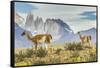 Chile, Patagonia, Torres del Paine. Guanacos in Field-Cathy & Gordon Illg-Framed Stretched Canvas