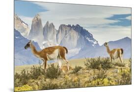 Chile, Patagonia, Torres del Paine. Guanacos in Field-Cathy & Gordon Illg-Mounted Premium Photographic Print