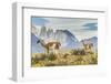 Chile, Patagonia, Torres del Paine. Guanacos in Field-Cathy & Gordon Illg-Framed Photographic Print