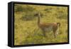 Chile, Patagonia, Torres del Paine National Park. Adult Guanaco-Cathy & Gordon Illg-Framed Stretched Canvas