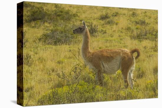 Chile, Patagonia, Torres del Paine National Park. Adult Guanaco-Cathy & Gordon Illg-Stretched Canvas