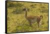 Chile, Patagonia, Torres del Paine National Park. Adult Guanaco-Cathy & Gordon Illg-Framed Stretched Canvas