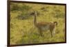 Chile, Patagonia, Torres del Paine National Park. Adult Guanaco-Cathy & Gordon Illg-Framed Photographic Print