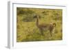 Chile, Patagonia, Torres del Paine National Park. Adult Guanaco-Cathy & Gordon Illg-Framed Photographic Print