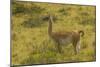 Chile, Patagonia, Torres del Paine National Park. Adult Guanaco-Cathy & Gordon Illg-Mounted Photographic Print