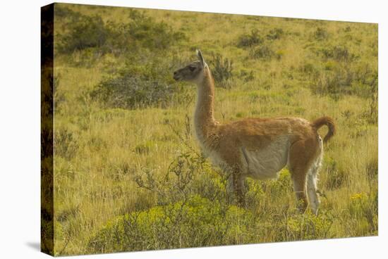 Chile, Patagonia, Torres del Paine National Park. Adult Guanaco-Cathy & Gordon Illg-Stretched Canvas