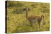 Chile, Patagonia, Torres del Paine National Park. Adult Guanaco-Cathy & Gordon Illg-Stretched Canvas