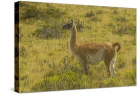 Chile, Patagonia, Torres del Paine National Park. Adult Guanaco-Cathy & Gordon Illg-Stretched Canvas