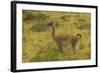 Chile, Patagonia, Torres del Paine National Park. Adult Guanaco-Cathy & Gordon Illg-Framed Photographic Print