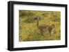 Chile, Patagonia, Torres del Paine National Park. Adult Guanaco-Cathy & Gordon Illg-Framed Photographic Print