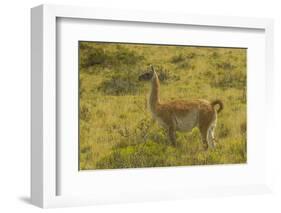 Chile, Patagonia, Torres del Paine National Park. Adult Guanaco-Cathy & Gordon Illg-Framed Photographic Print