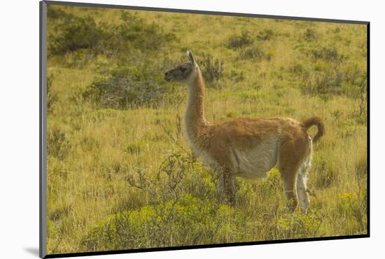 Chile, Patagonia, Torres del Paine National Park. Adult Guanaco-Cathy & Gordon Illg-Mounted Photographic Print