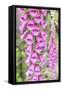 Chile, Patagonia, Torres Del Paine National Park, Foxglove's Flowers (Digitalis Purpurea)-Michele Falzone-Framed Stretched Canvas