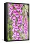 Chile, Patagonia, Torres Del Paine National Park, Foxglove's Flowers (Digitalis Purpurea)-Michele Falzone-Framed Stretched Canvas
