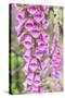 Chile, Patagonia, Torres Del Paine National Park, Foxglove's Flowers (Digitalis Purpurea)-Michele Falzone-Stretched Canvas