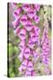 Chile, Patagonia, Torres Del Paine National Park, Foxglove's Flowers (Digitalis Purpurea)-Michele Falzone-Stretched Canvas